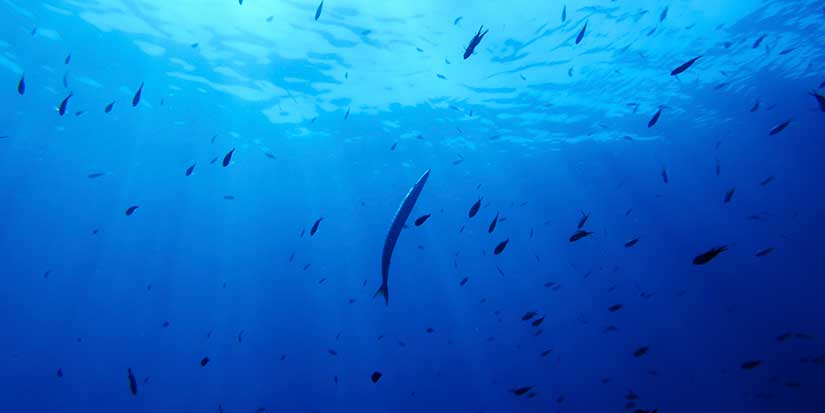A primer on what the high seas treaty is and how it will work