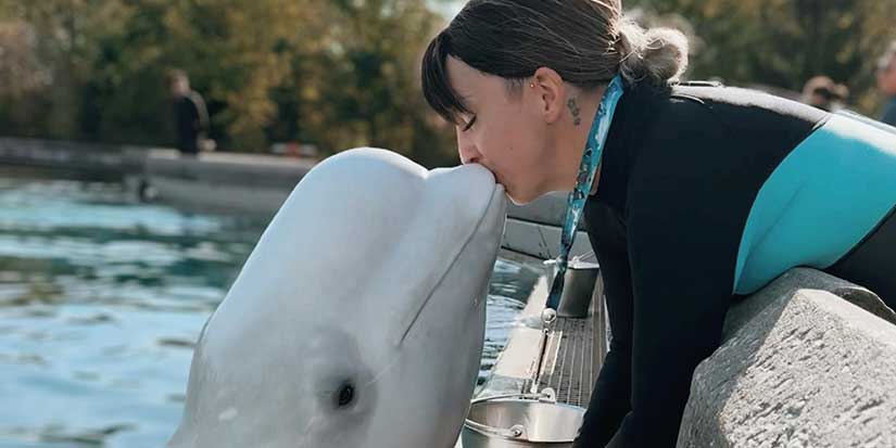 'We need to get them out': Beluga trainer fired by Marineland speaks out