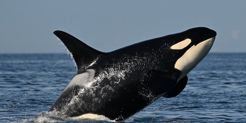Ottawa floats new rule to keep vessels one kilometre from southern resident orcas