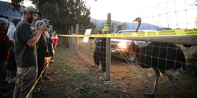 Law professor would be 'surprised' if High Court takes up B.C. ostrich farm case