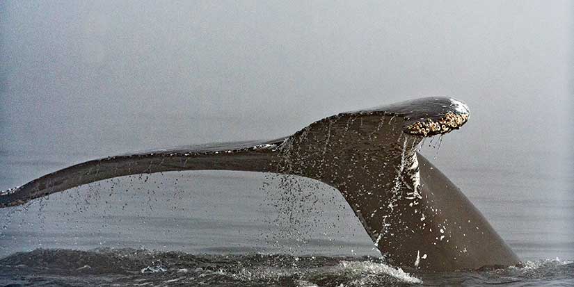 Humpback whale dead after ferry crew reports collision off B.C. coast