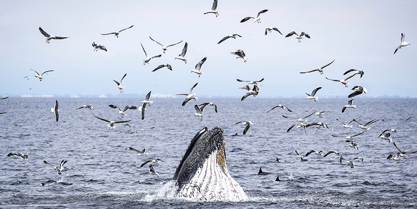Marine scientist says whale strikes 'almost inevitable,' urges boaters to slow down