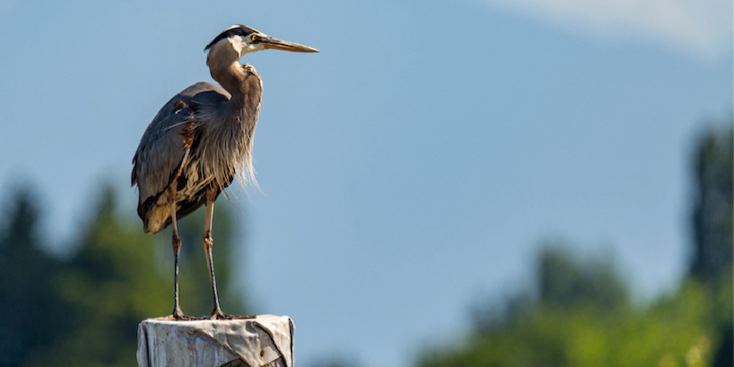 Richmond’s pride and joy: the Blue Heron