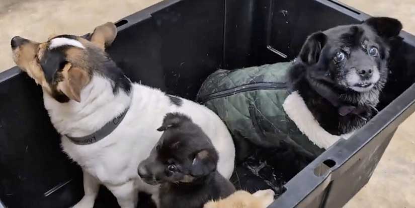 The other Alaska airlift: Volunteers save dogs from a flooded Alaska village, 1 tiny plane at a time