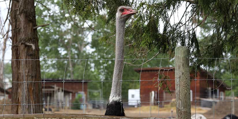 A timeline of the fight to save a flock of ostriches in a B.C. farm