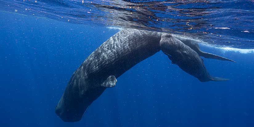 One of three beached sperm whales in P.E.I. dead; condition of another unknown
