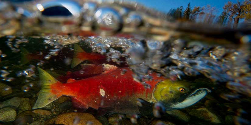 B.C. anglers flock for sockeye, but experts warn of decades-long declines for salmon
