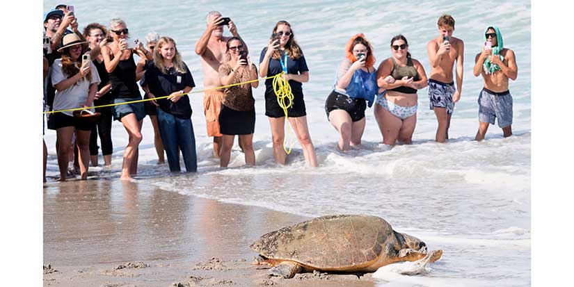 June Cleaver the loggerhead turtle is released into the ocean off Florida after rehab
