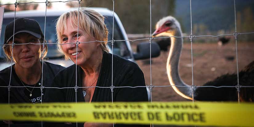 Police probe threats of violence aimed at businesses linked to B.C. ostrich cull