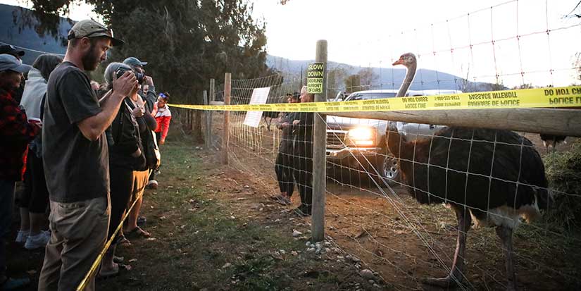 Stay of ostrich cull in southeast B.C. an ongoing potential health risk, CFIA says