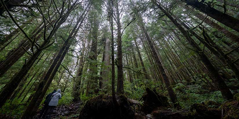 Logging firm wins injunction to halt Walbran Valley blockade on Vancouver Island