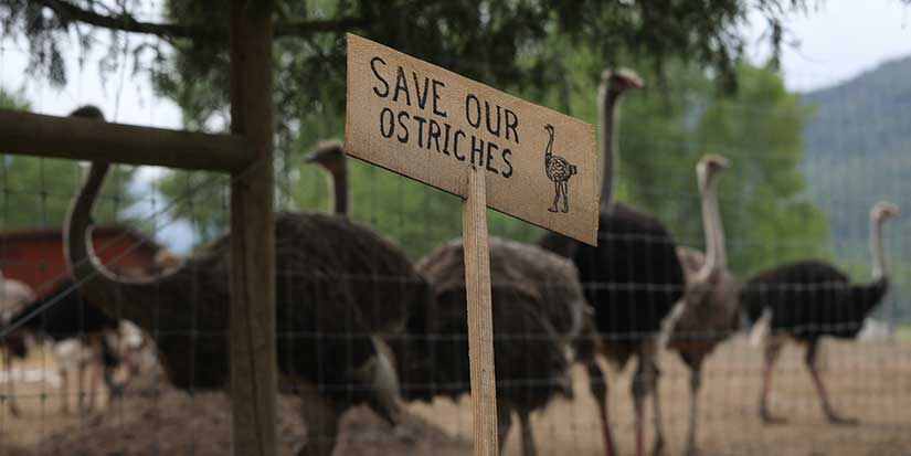 B.C. ostrich farm seeks new stay of cull order and says CFIA mobilizing 'imminently'