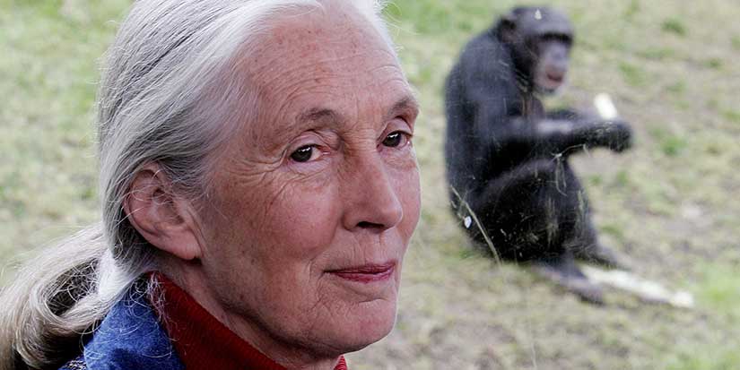 'No one of her stature': Conservationist Jane Goodall remembered in Canada