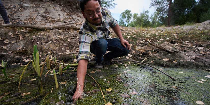 The call of a native frog is heard again in Southern California thanks to help from Mexico and AI