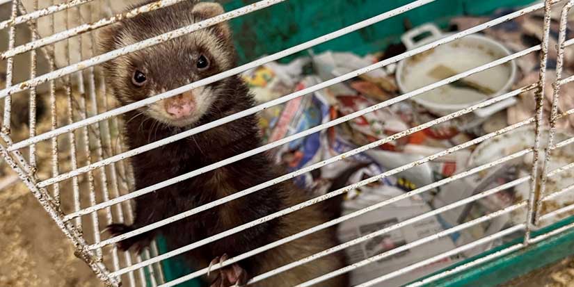 Dozens of ailing animals found in New York home where elderly woman was 'trapped' by debris