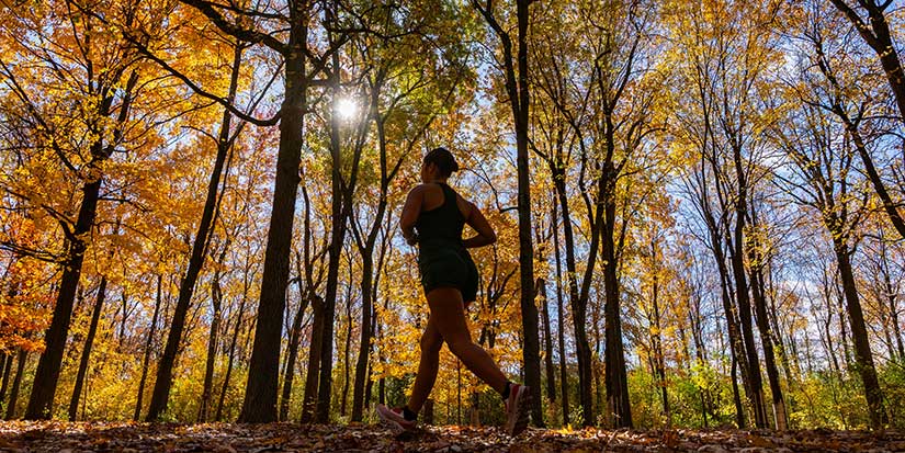 What could drought-stricken forests mean for Canada's fall foliage?