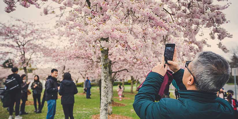 Richmond’s Cherry Blossom Festival returns