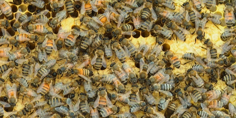 CFIA says there's no need to restrict honey bee imports to ward off deadly mite