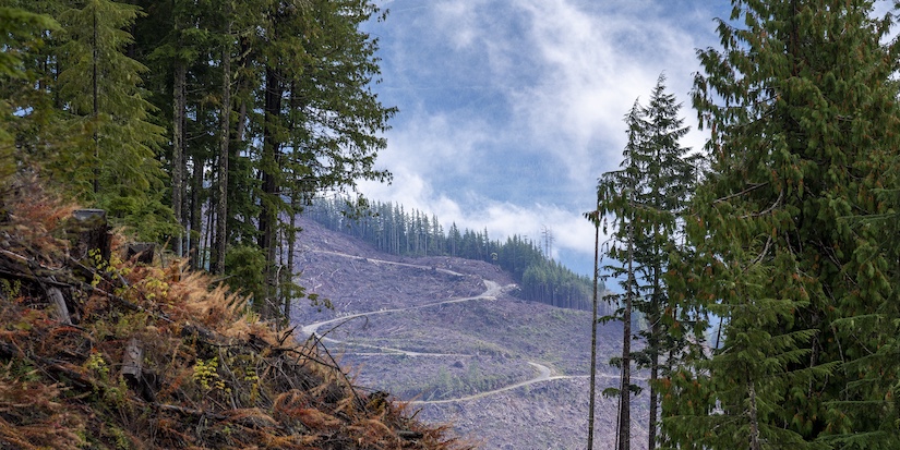Document reveals approval to harvest remnant old-growth in B.C.'s northwest