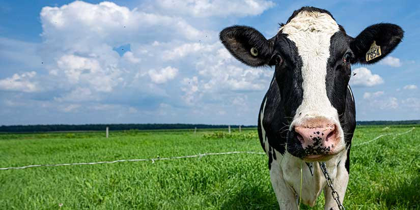 Slurry pit deaths: Quebec coroner warns of dangers to farmers from manure gases