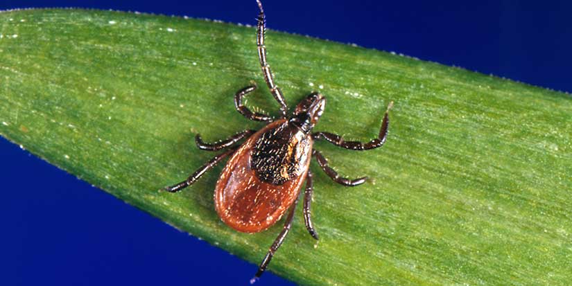 Invasive, disease-carrying tick found in Maine, the farthest northeast it has been spotted