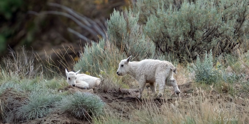 Status of 'iconic' mountain goats living near evacuated B.C. community is uncertain