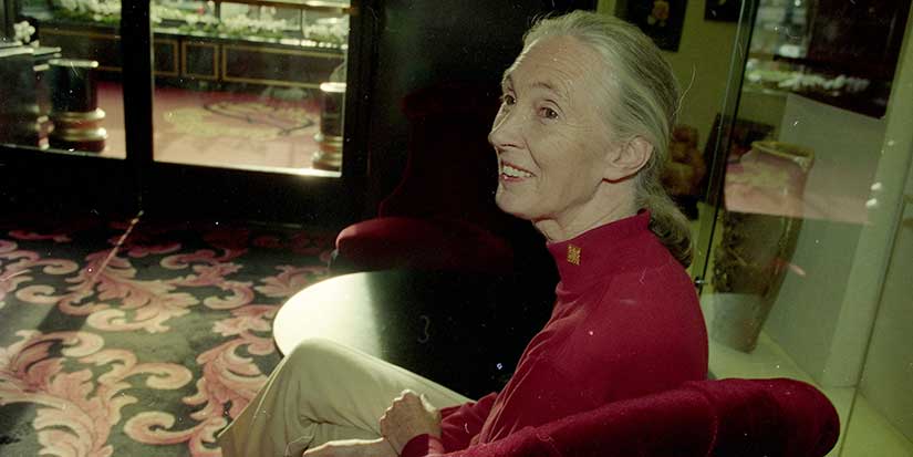 What to know about the life and legacy of chimpanzee researcher and wildlife advocate Jane Goodall
