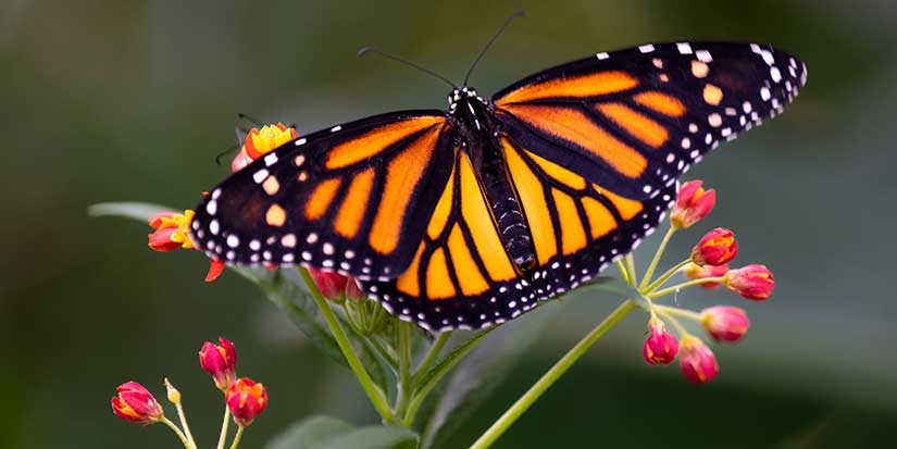 Co-ordinated plan needed to save 'alarmingly low' monarch butterfly population: study