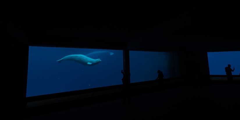 Marineland's request for federal funds to care for belugas 'inappropriate': minister